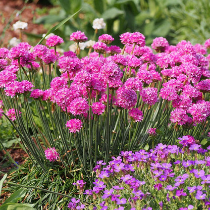  Splendens Armeria