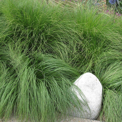  Soft Colors Inferno Strip Grass Collection