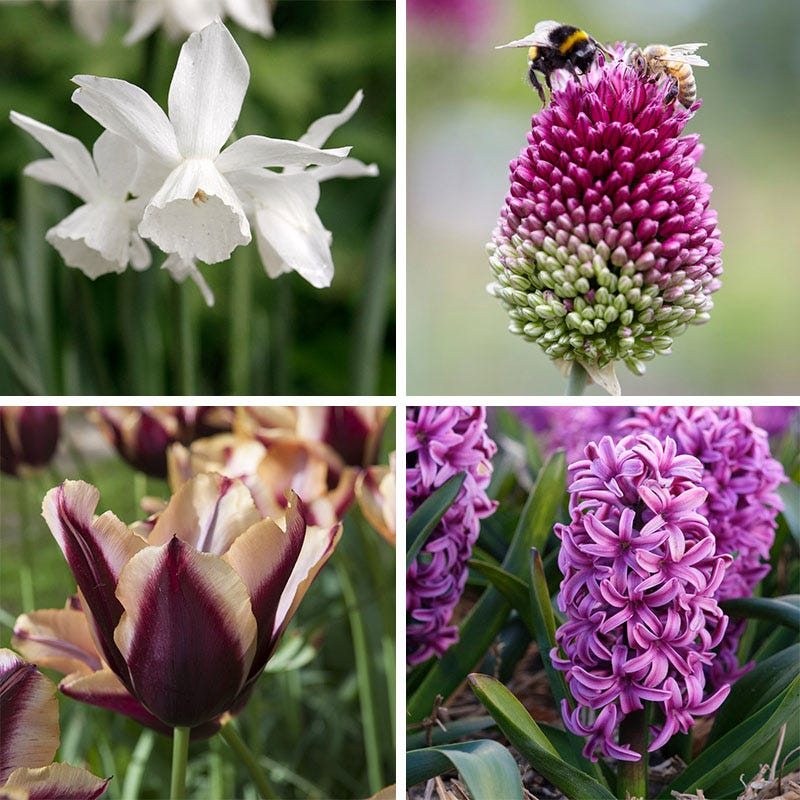  Spring Is In The Air Bulb Collection