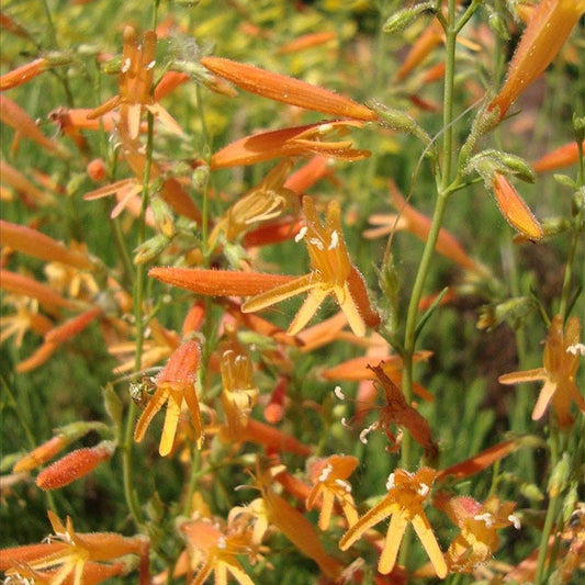  SteppeSuns® Sunset Glow Penstemon