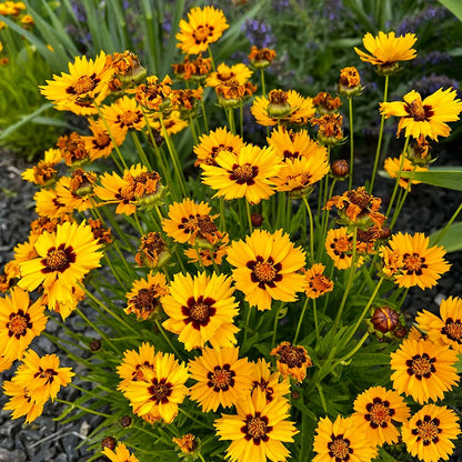  Sterntaler Coreopsis
