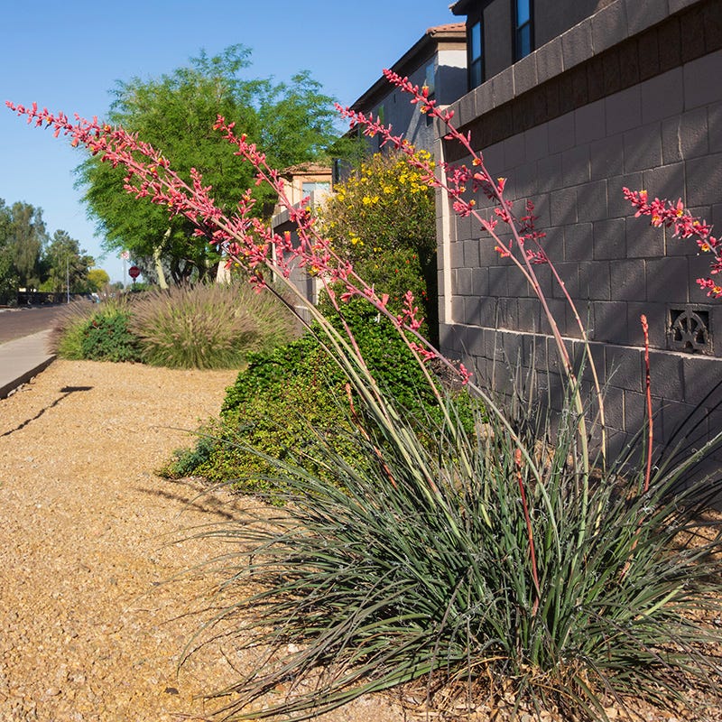  Straight Up Red Texas Yucca (Hesperaloe)