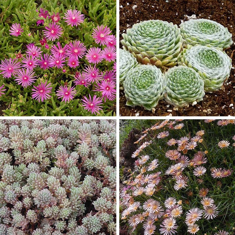  Succulent Groundcover Collection