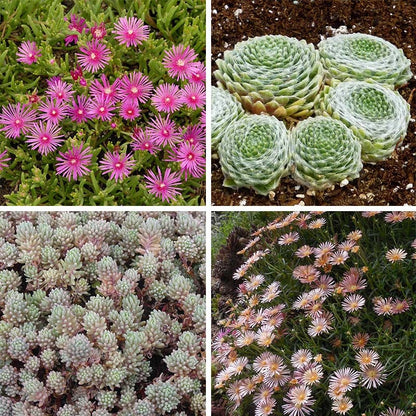  Succulent Groundcover Collection