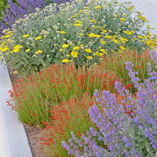  Summer Showstopper Pre-Planned Garden