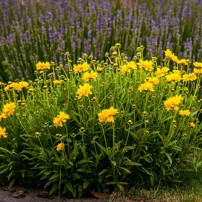  Sunray Coreopsis