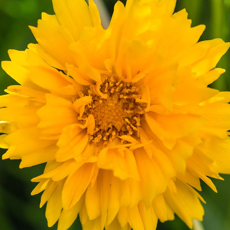  Sunray Coreopsis