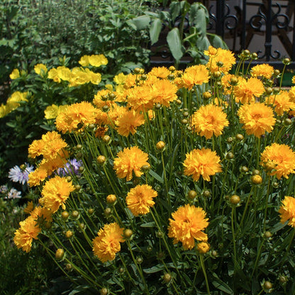  Sunray Coreopsis
