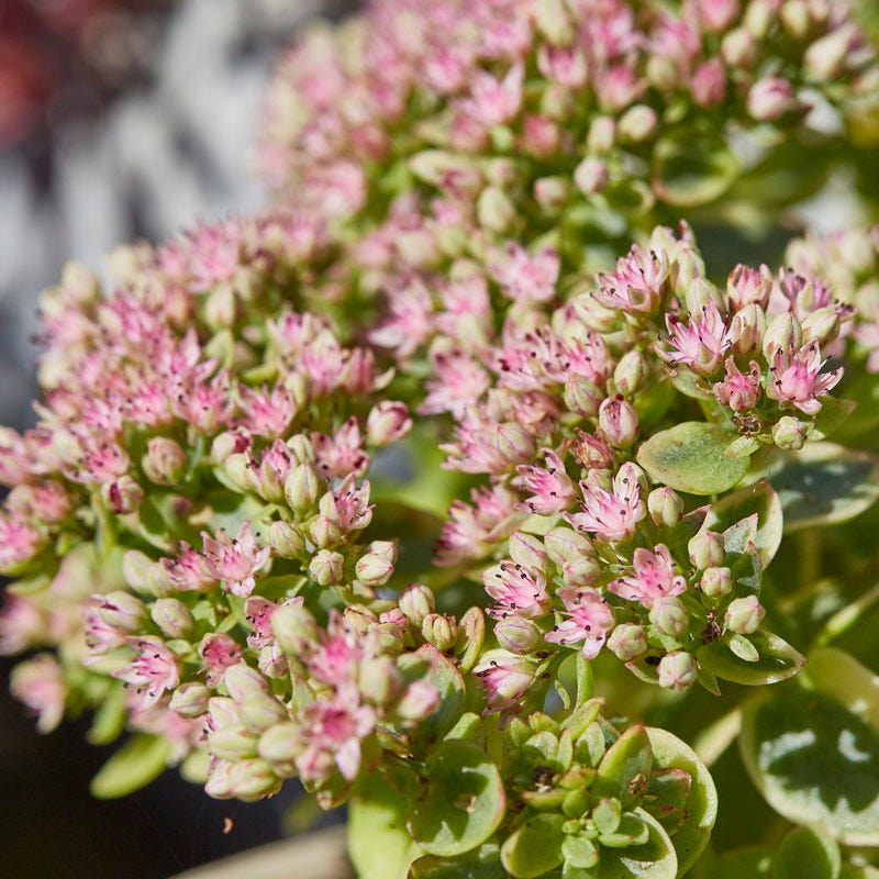  SunSparkler® Lime Twister Sedum