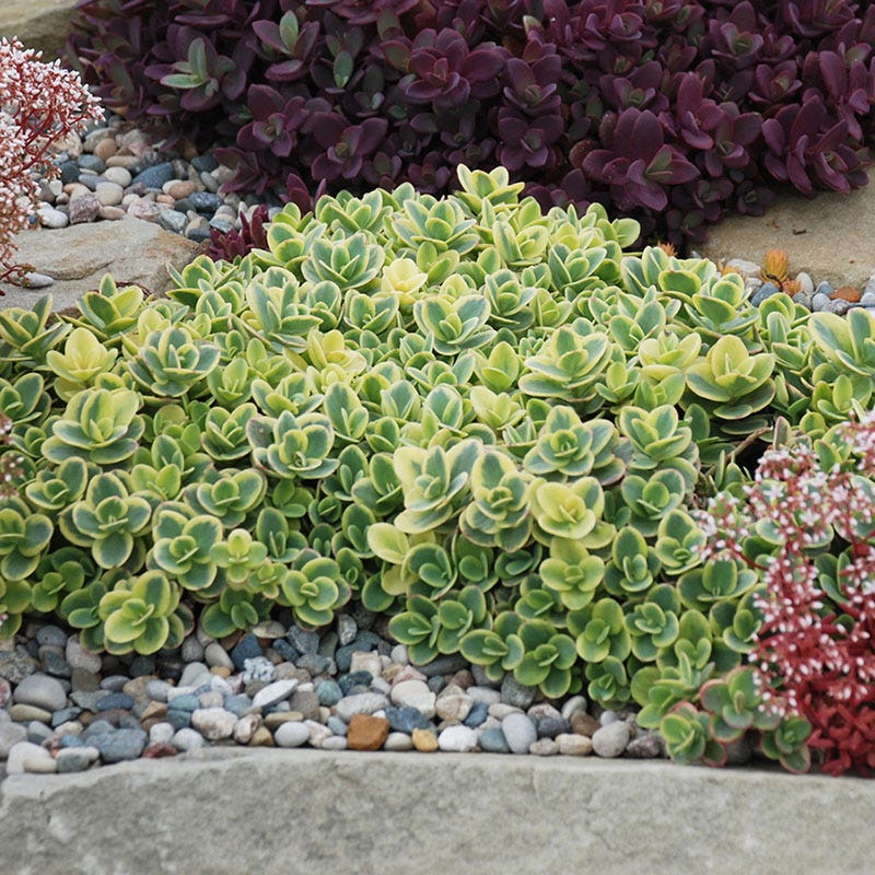  SunSparkler® Lime Twister Sedum