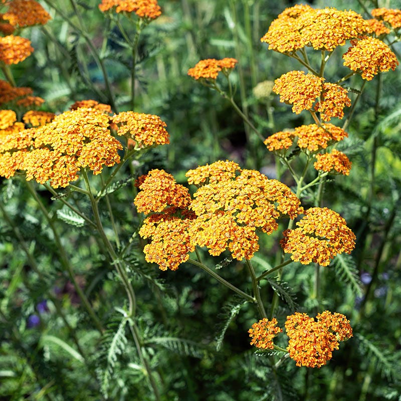  Terracotta Yarrow
