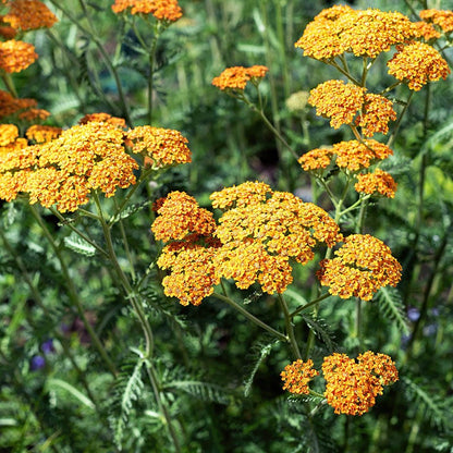  Terracotta Yarrow