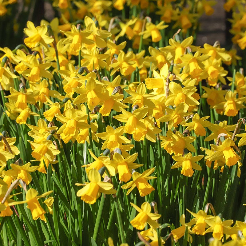  Tete-a-Tete Miniature Daffodil
