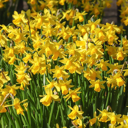  Tete-a-Tete Miniature Daffodil