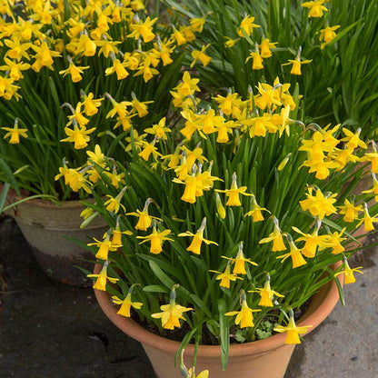  Tete-a-Tete Miniature Daffodil