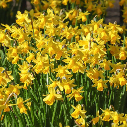 Soft Colors Garden Bulb Collection