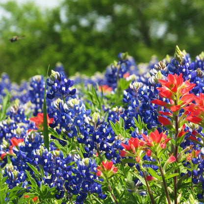  Texas Bluebonnet Seeds