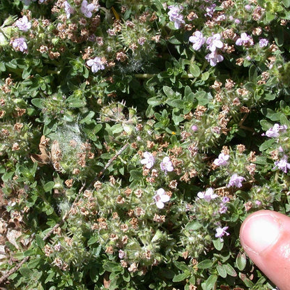  Reiter Creeping Thyme
