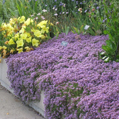  Pink Creeping Thyme