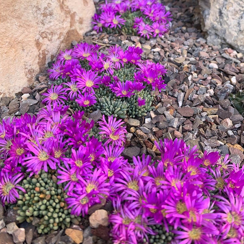  Tufted Ice Plant