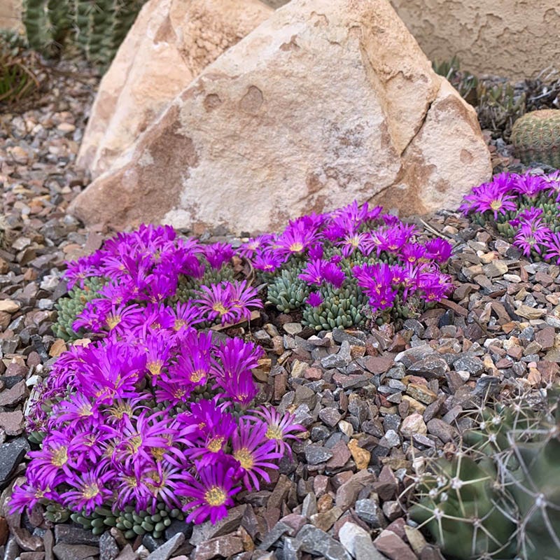  Tufted Ice Plant