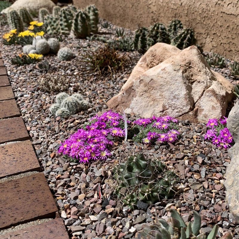  Tufted Ice Plant