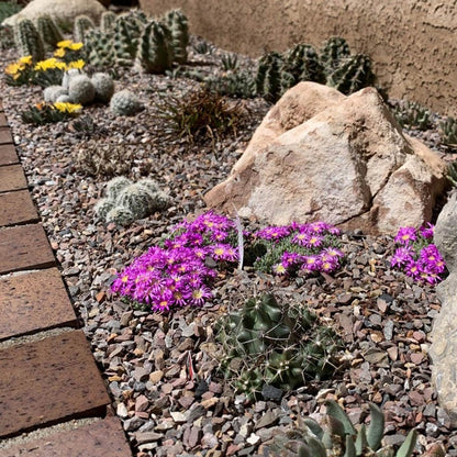  Tufted Ice Plant
