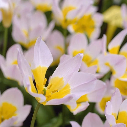  Multiplying Mini Tulip Bulb Collection