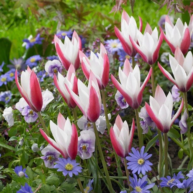  Multiplying Mini Tulip Bulb Collection