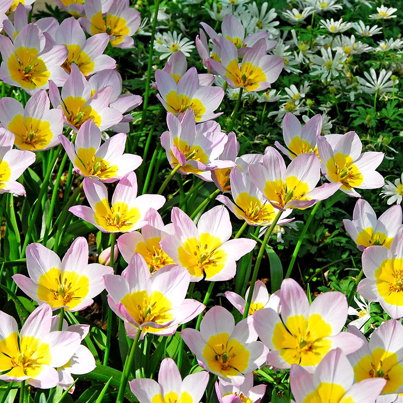  Magic Carpet Bulb Collection