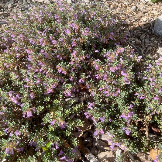  Tushar Bluemat Penstemon