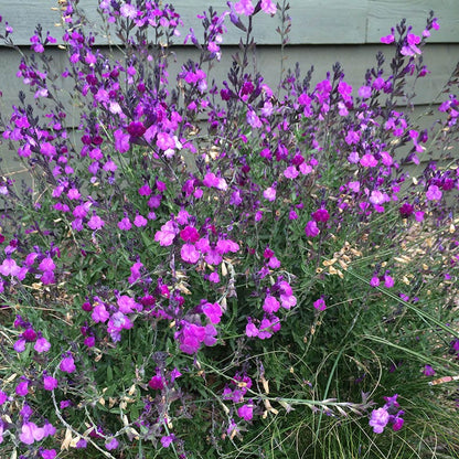  Ultra Violet Salvia