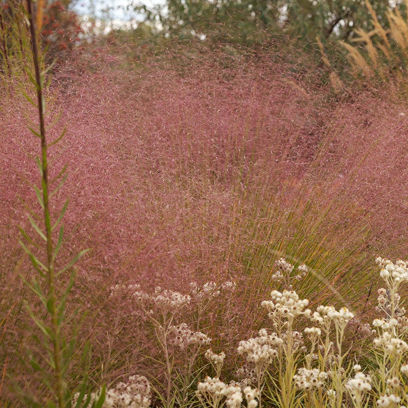  Watershed Wise Pre-Planned Garden