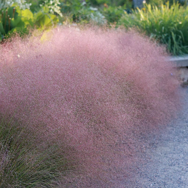  Plant Select® Waterwise Perennial Collection