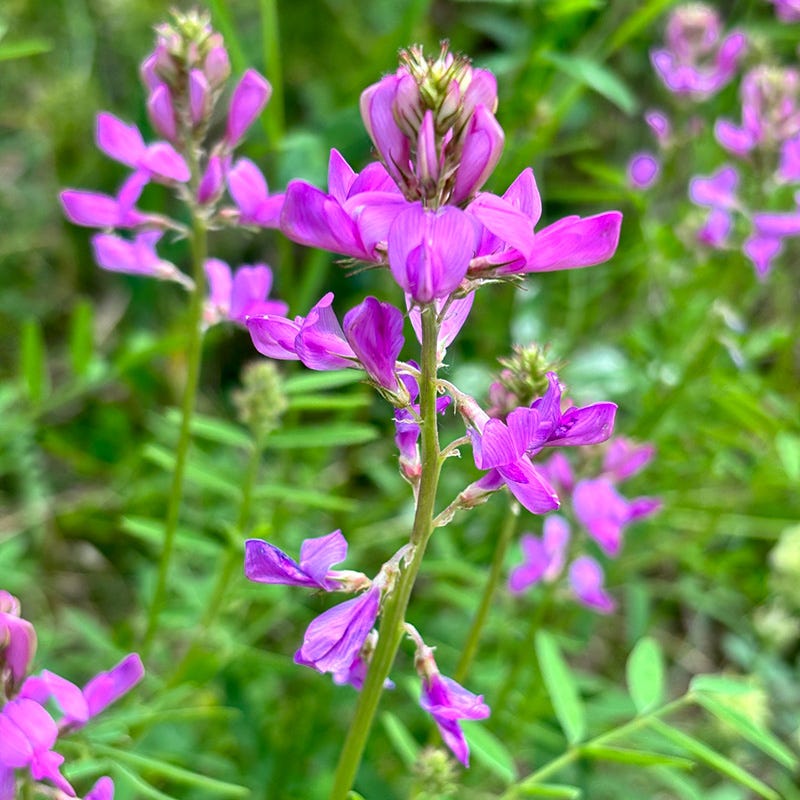  Utah Sweet-vetch