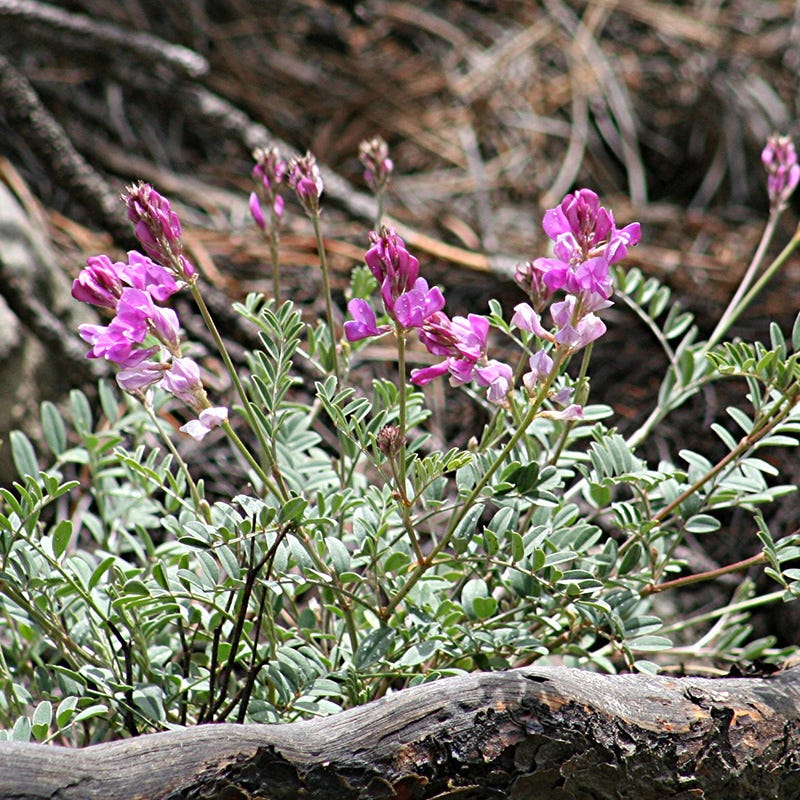  Utah Sweet-vetch