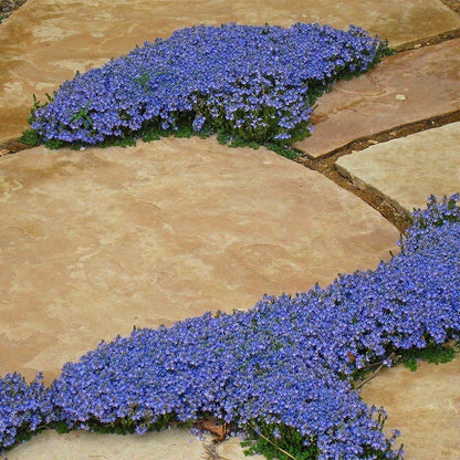  Tread On Me Evergreen Groundcover Collection