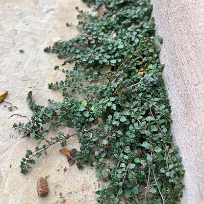  Thyme-Leaf Veronica