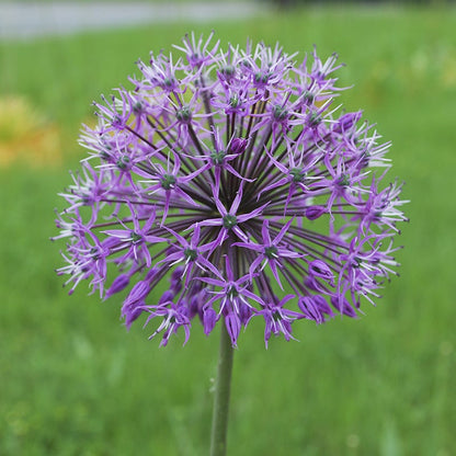  Deer & Rodent Resistant Bulb Collection