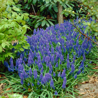  Grape Hyacinth