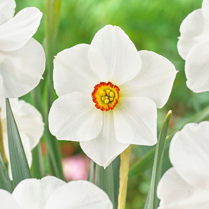  The Poet's Daffodil