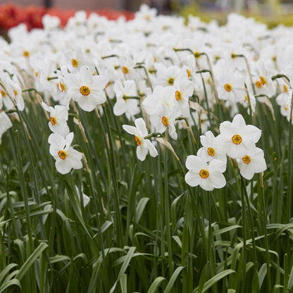  The Poet's Daffodil