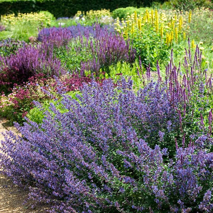 Walker's Low Nepeta