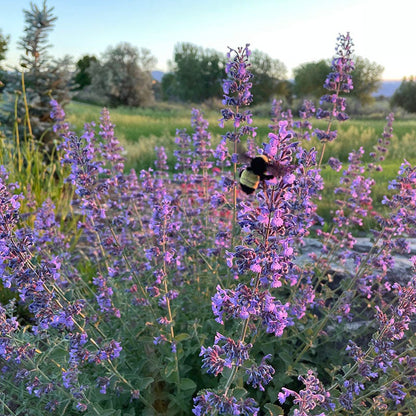  Walker's Low Nepeta