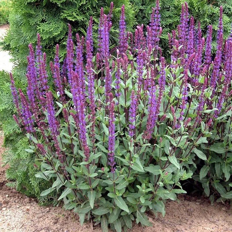  Caradonna Salvia