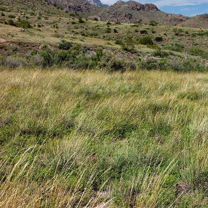  Western Trails Native Grass Seed Mix