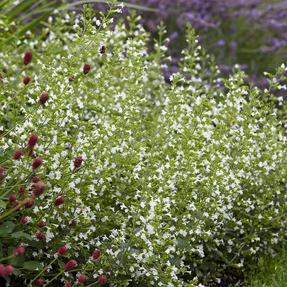  White Cloud Calamintha