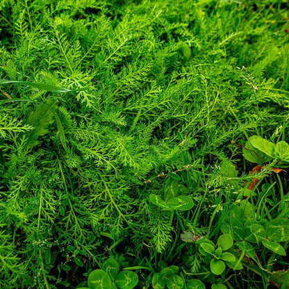  Xeriscape Clover Lawn Seed Mix