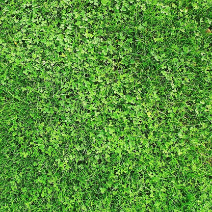  Xeriscape Clover Lawn Seed Mix